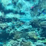 シーサーの画像