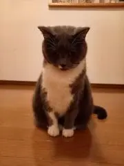モカの画像