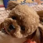 チョコの画像