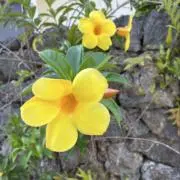 ラッキーの画像