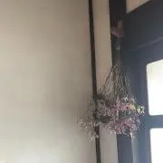 Mayuの画像