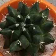 Atsukoの画像