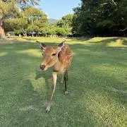 はなちの画像
