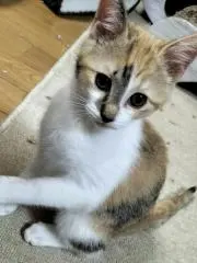 ミミの画像