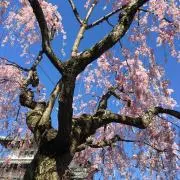 Sakura muuの画像