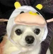 mimichan