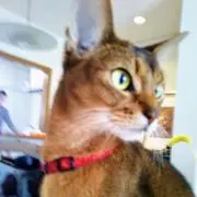 ranmaruの画像