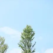 health.K