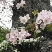 さくらの画像