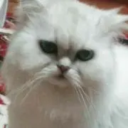 マロンの画像