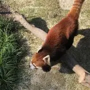 まーの画像