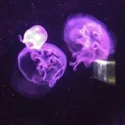 のあのん