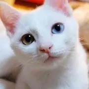 いろはTA