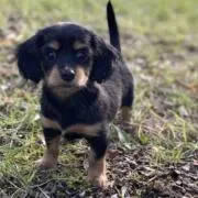 本物 Radius Design UNI FLAME バイオエタノール暖炉 - メルカリ