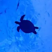 海で遊ぼうの画像