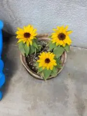 さっちゃん