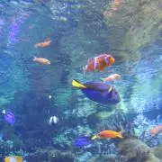 hoiminの画像
