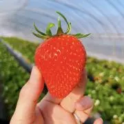 パピもっちの画像