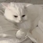 aの画像