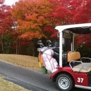 さくらの画像
