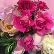 chiccoの画像