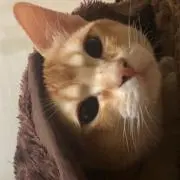 ニャンダフル配送！の画像
