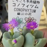 コノフィツムの画像