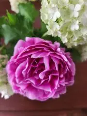 Suiの画像