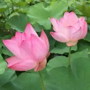 Itsuho☆の画像