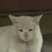 なぺの画像
