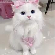 あややの画像