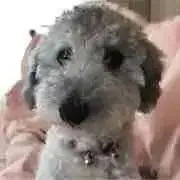 チョコクッキーの画像