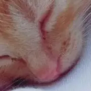 ほたて