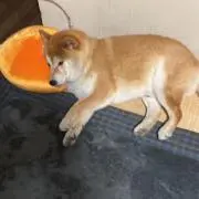 【でぶりん船長】