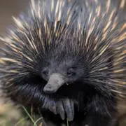 ゴリマの画像