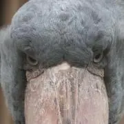 けん