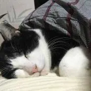 おくろの画像
