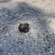カドカリの画像
