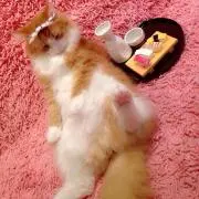 あちゃの画像