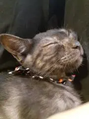 るー