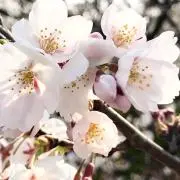 さくらの画像