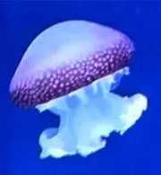 ちょこの画像