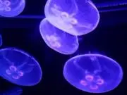 しくしくの画像