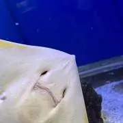 エイちゃんの画像