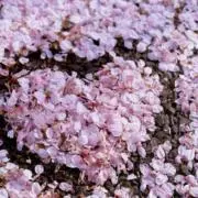 PiNKの画像