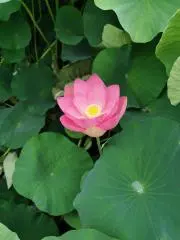 Waratahの画像