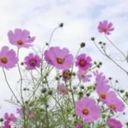 コノハナ୭*の画像