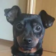 小太郎