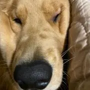 ズマの画像