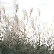 mokemokeの画像